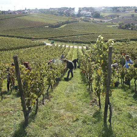Weingut Seck Pensionat Dolgesheim