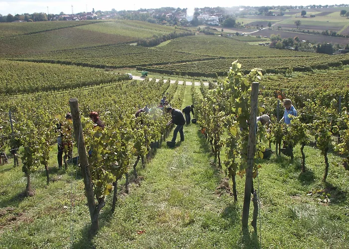 Weingut Seck Gæstehus Dolgesheim